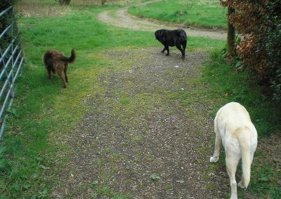 labradors-and-collie-go-for-a-walk
