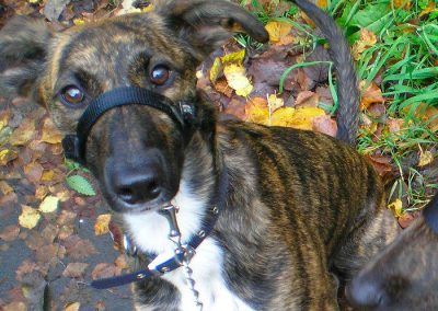 lurcher pup