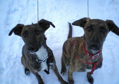 lurchers