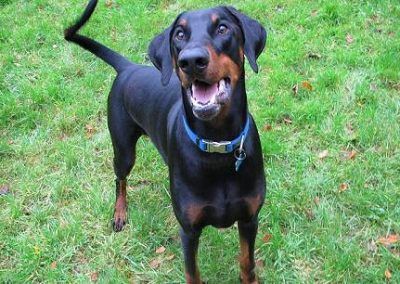 Doberman