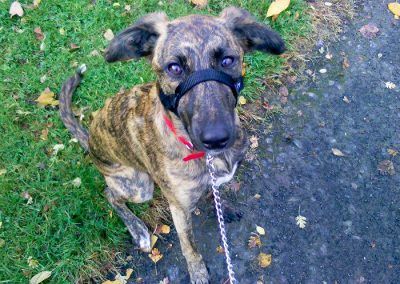 female lurcher pup