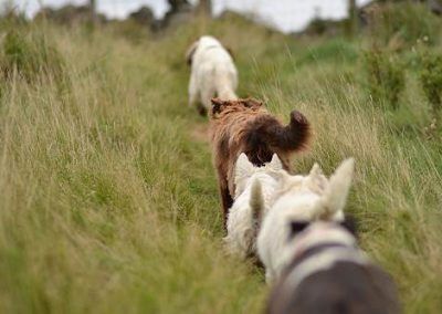 Dog walking in Langbank