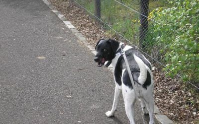 walking a dog on leash