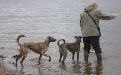I'm trying to get the dogs to get the ball from the river dogs wanting to swim