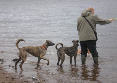 dogs wanting to swim