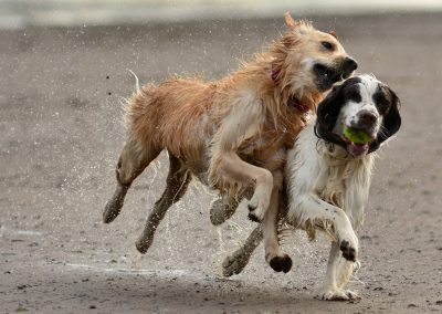 dog barging other dog
