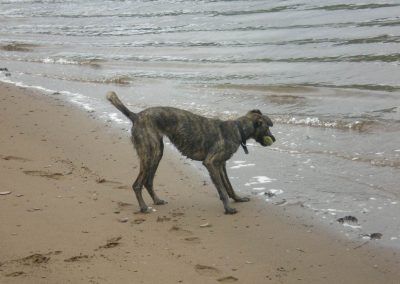 lurcher at water