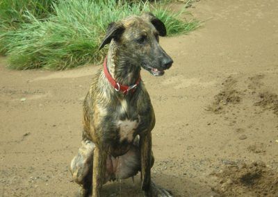 wet lurcher