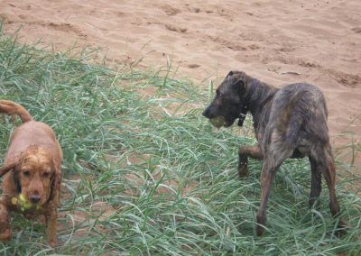 dogs with tennis balls