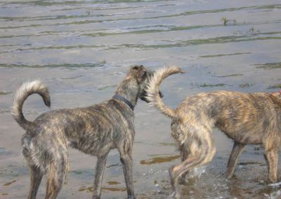 young lurchers