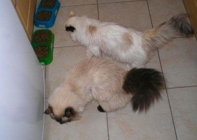 ragdoll cats