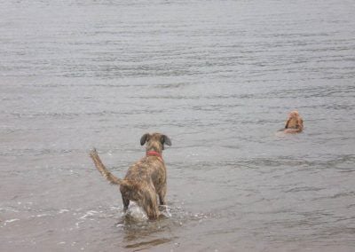 Lurcher standing in water