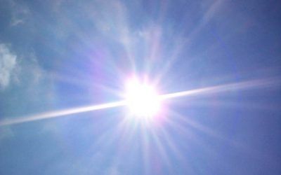 sunny weather for dog walking