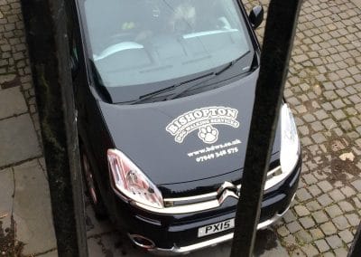dog walking car with stickers