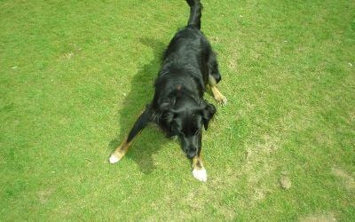 Collie cross sasha