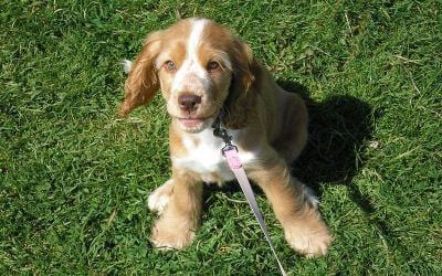 Puppy sitting on grass