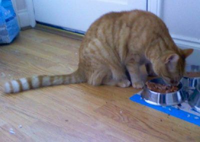 ginger cat eating