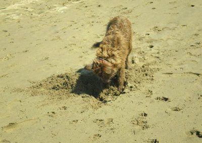 Dog digging in the sand