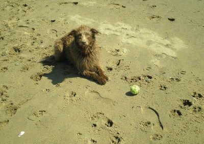 Dog lying on beach