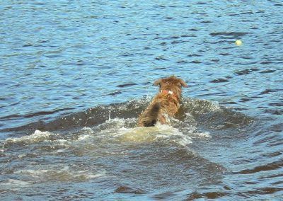 chocolate collie swimming
