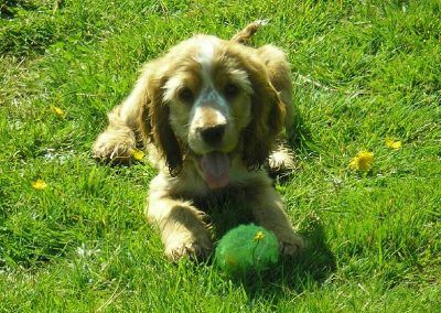 Cocker spaniel puppy with ball
