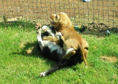 puppies wrestling