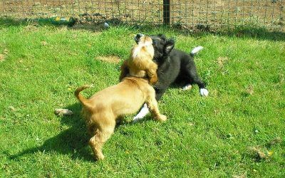 They played like this for ages Puppy play