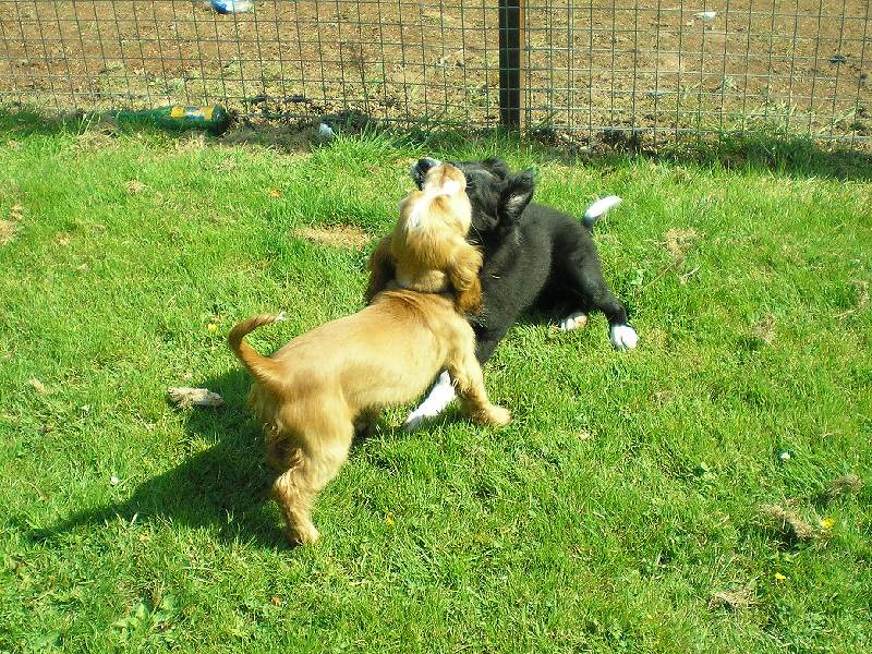 Puppy play