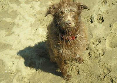 Dog sitting on sandy beach