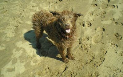Dog with wind swept fur