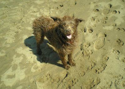 Dog with wind swept fur