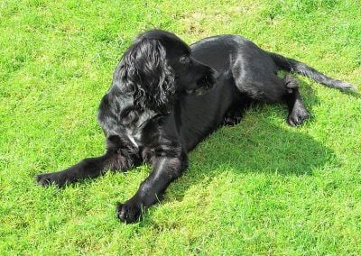 Working spaniel puppy