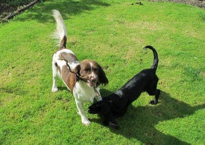 Dog sitting spaniels