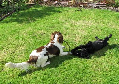 dogs playing with stick in garden