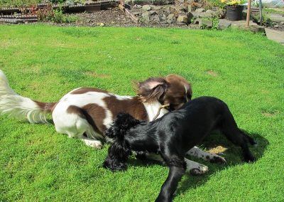 spaniels play in garden