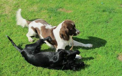 Black working cocker spaniel puppy