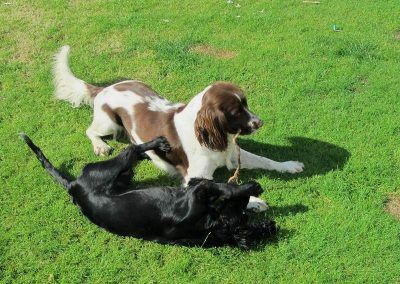 Black working cocker spaniel puppy