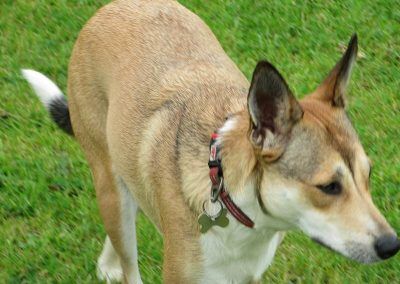 Mongrel dog