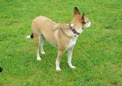 Walking dogs at KGV in Renfrew