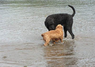 Small dog greeting large dog