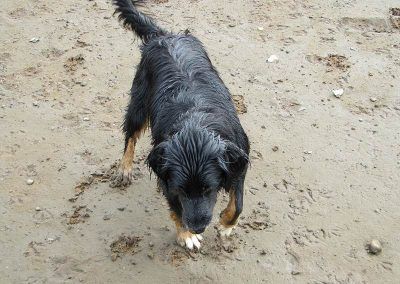 Renfrew dog being walked in Erskine