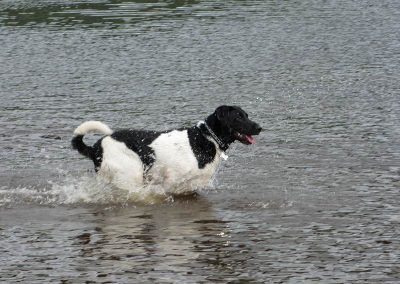 collie in water