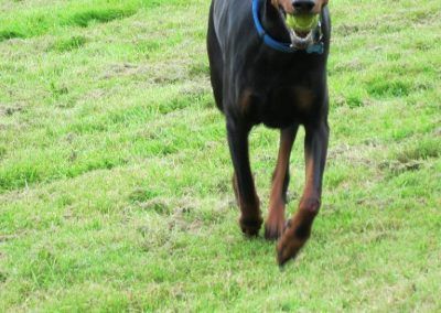 doberman