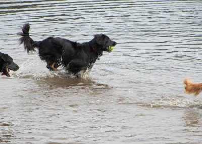 Dog running through water