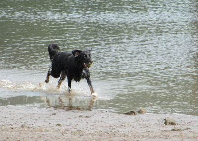 Dog running on beach