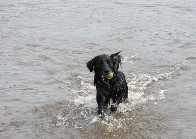 Spaniel running through water