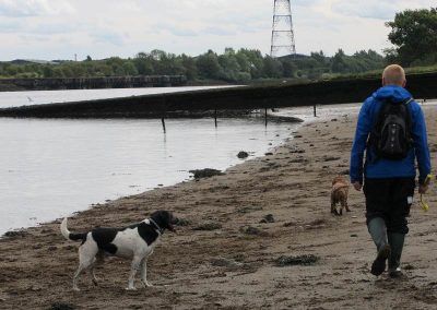 Dog walker and dogs