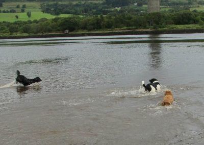 3 dogs in water