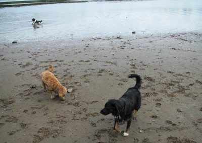 dogs getting walked on beach