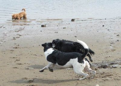 Dogs running on beach together